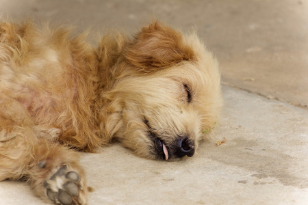 A dog sleeping with his tongue outの写真素材