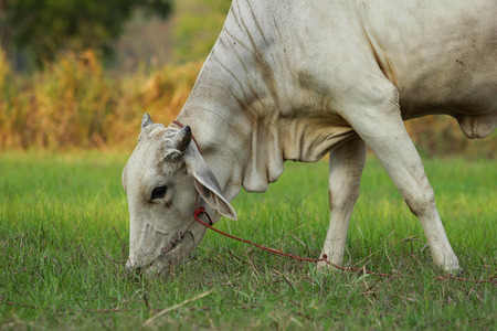 The cattle eating grass.の写真素材