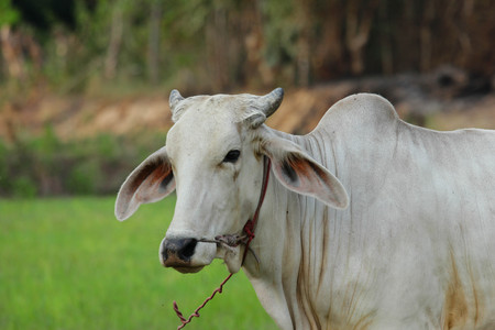 The cattle in a meadow.の写真素材