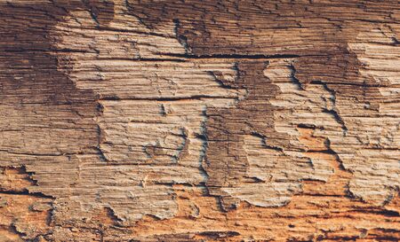 Wood texture backgroundの写真素材