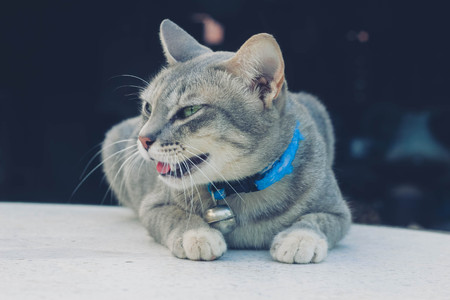 A cute little cat , cat , Love cat