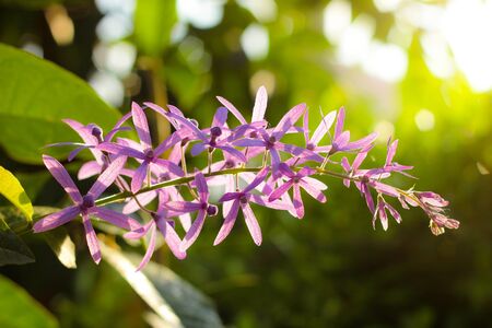Petrea volubilis , Petrea Flowers on the bright background.の写真素材