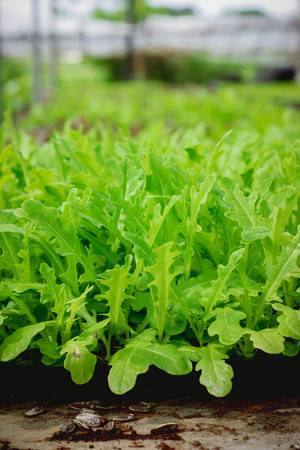 Sapling of the tree in the morning , Lettuce seedlings in the morning.の写真素材