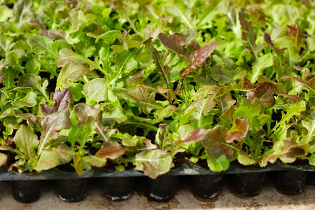 Sapling of the tree in the morning , Lettuce seedlings in the morning.の写真素材