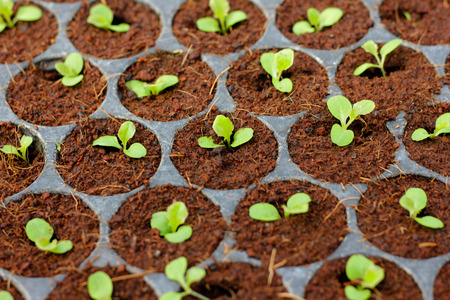 Sapling of the tree in the morning , Lettuce seedlings in the morning.の写真素材
