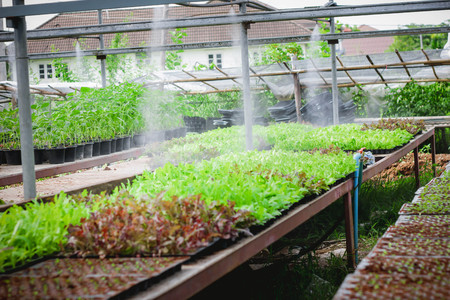Sapling of the tree in the morning , Lettuce seedlings in the morning.の写真素材