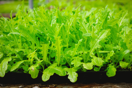 Sapling of the tree in the morning , Lettuce seedlings in the morning.の写真素材