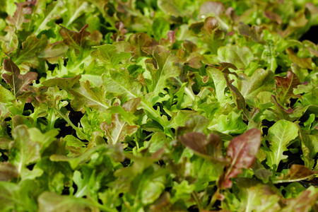 Sapling of the tree in the morning , Lettuce seedlings in the morning.の写真素材
