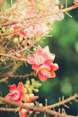 Cannonball Tree,Sal flowers, Cannonball Tree, Sal Tree, Sal of Indiaの写真素材