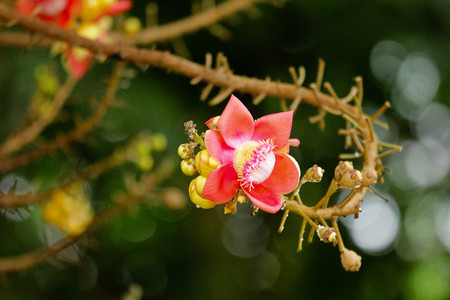 Cannonball Tree,Sal flowers, Cannonball Tree, Sal Tree, Sal of Indiaの写真素材