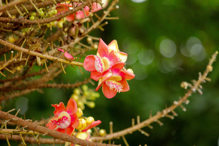 Cannonball Tree,Sal flowers, Cannonball Tree, Sal Tree, Sal of Indiaの写真素材