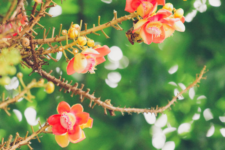 Cannonball Tree,Sal flowers, Cannonball Tree, Sal Tree, Sal of Indiaの写真素材