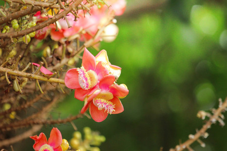 Cannonball Tree,Sal flowers, Cannonball Tree, Sal Tree, Sal of Indiaの写真素材