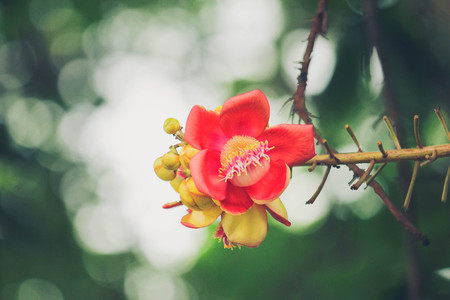 Cannonball Tree,Sal flowers, Cannonball Tree, Sal Tree, Sal of Indiaの写真素材