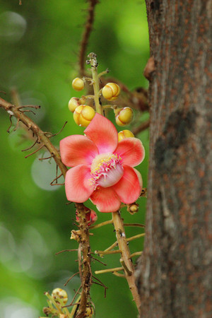 Cannonball Tree,Sal flowers, Cannonball Tree, Sal Tree, Sal of Indiaの写真素材