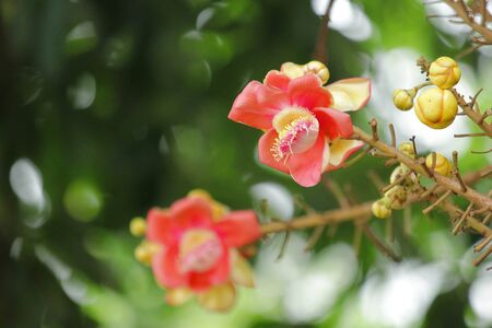 Cannonball Tree,Sal flowers, Cannonball Tree, Sal Tree, Sal of Indiaの写真素材