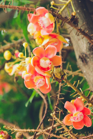 Cannonball Tree,Sal flowers, Cannonball Tree, Sal Tree, Sal of Indiaの写真素材