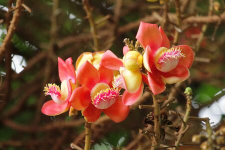 Cannonball Tree,Sal flowers, Cannonball Tree, Sal Tree, Sal of Indiaの写真素材