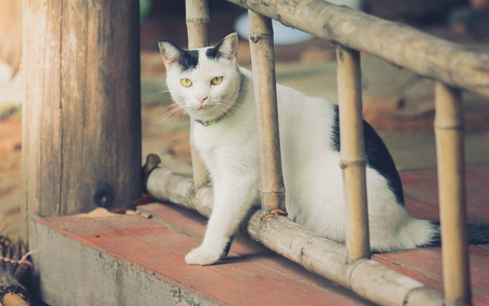 A cute little cat , cat , Love catの写真素材