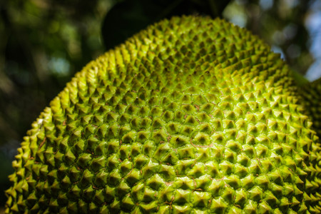 Jack fruitの写真素材