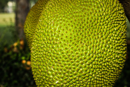 Jack fruitの写真素材