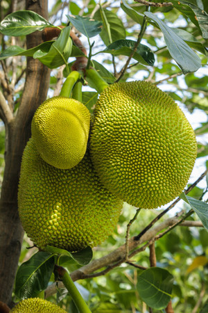 Jack fruit