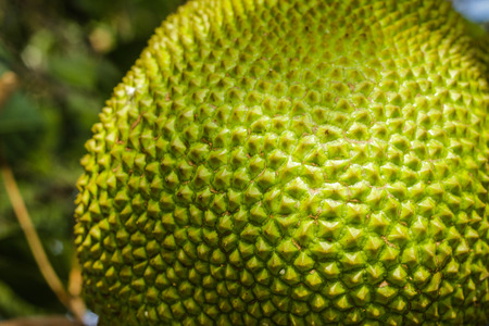 Jack fruitの写真素材