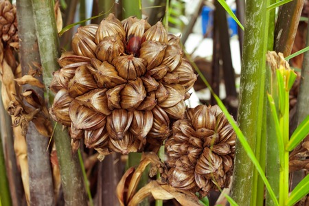 Nypoideae or Nypa palm , Nypoideaeの写真素材