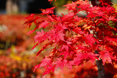 Maple leaf , Maple leaves, discolored leaves.の写真素材