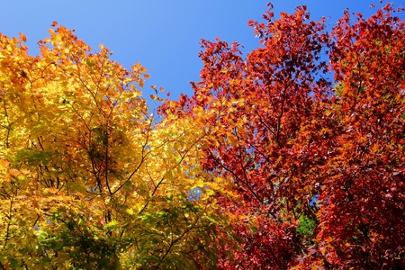 Maple leaf , Maple leaves, discolored leaves.の写真素材