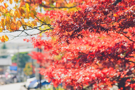 Maple leaf , Maple leaves, discolored leaves.の写真素材