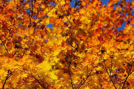 Maple leaf , Maple leaves, discolored leaves.の写真素材