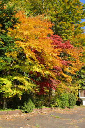 Maple leaf , Maple leaves, discolored leaves.の写真素材