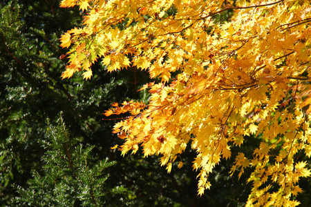 Maple leaf , Maple leaves, discolored leaves.の写真素材