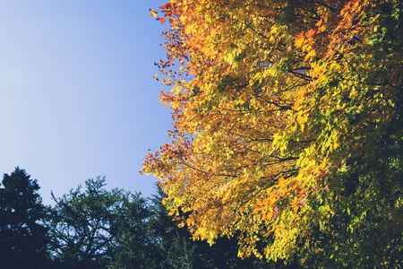 Maple leaf , Maple leaves, discolored leaves.の写真素材