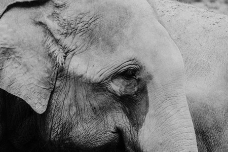 Elephant Eyes closeup photoの写真素材
