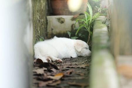 Cute dog , Dogs eat leaves, puppies sleep well.の写真素材