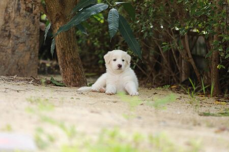 Cute dog , Dogs eat leaves, puppies sleep well.