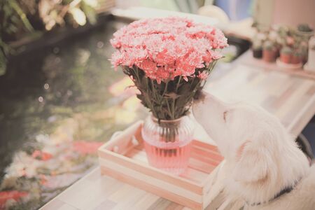 Dog smelling beautiful pink flower