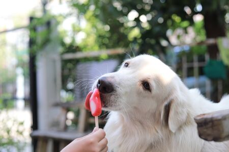 Dog eating ice cream , Long haired white dog eating ice creamの写真素材