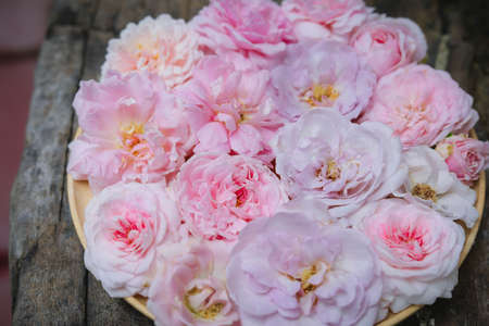 rose , home decoration rosesの写真素材