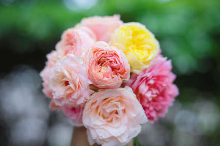 rose , home decoration roses,rose bouquetの写真素材