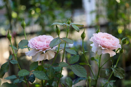 rose young shoots , rose , thailand.の写真素材