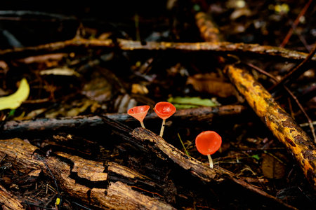Champagne mushrooms in the rainforest, Thailand. Selective focus.の写真素材