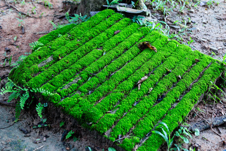 Green moss on the roof of the house in the forest, Thailand.の写真素材