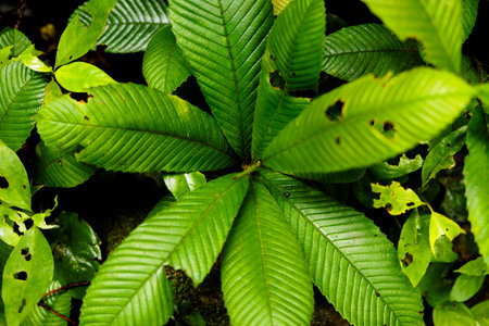 Green leaves in the garden, close up view. Natural background.の写真素材