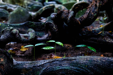 Young seedlings growing in the rainforest of Borneo.の写真素材