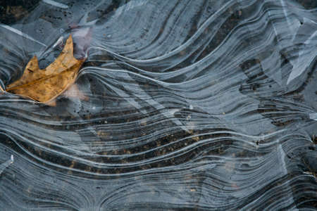 An oak leaf trapped in the wavey patterns of ice formed on a pool of water.の写真素材