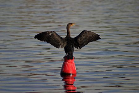 Cormorantの写真素材