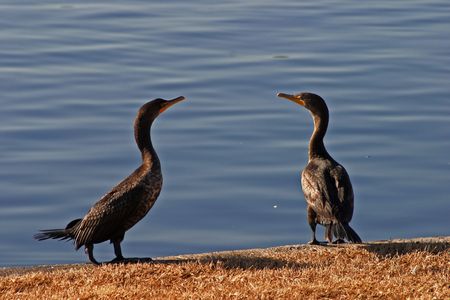 Cormorant Pairの写真素材